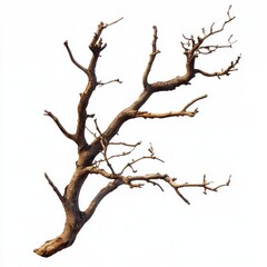 Fototapeta premium Dry tree branch isolated on white background