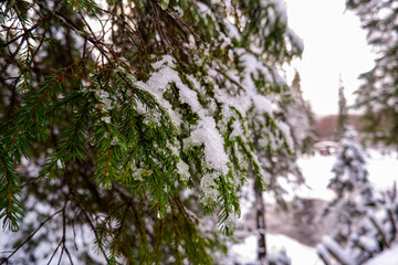 A close-up of a green pine branch with snow, showcasing the detail of ice and snow crystals. Perfect for backgrounds, nature themes, or winter beauty.