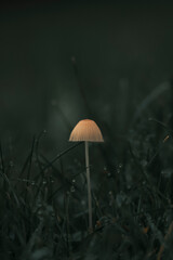mushroom in the grass