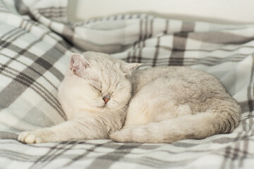 cute cat breed Scottish Chinchilla sleeps in home environment