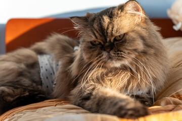 A fluffy Persian cat lies comfortably on a bed, basking in warm sunlight. The cat's calm, luxurious look makes this image perfect for themes of pet care, comfort, and relaxation.