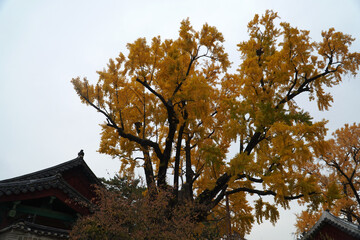  old ginkgo tree