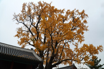 old ginkgo tree