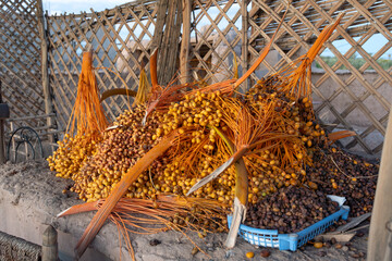 Under the Desert Sun, Date Palm Branches Drying for Their Sweet Destiny