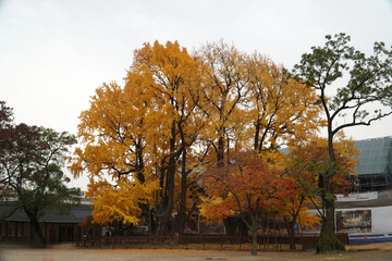 Obraz premium old ginkgo tree