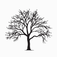 Obraz premium Beech Tree Silhouette in Black on White Background
