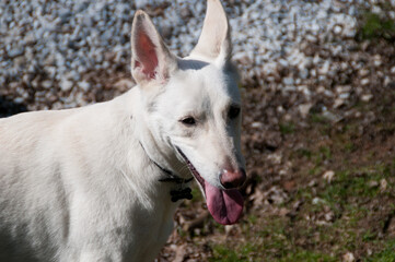 White German Shepherd dog in the yard