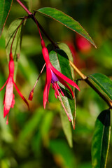 Fuchsia hatschbachii a perennial hardy autumn summer flowering shrub plant with a red purple...