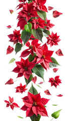 Red poinsettia isolated on white