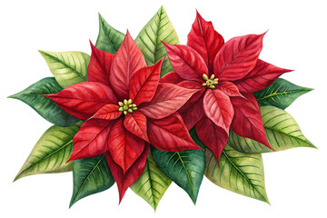 Red poinsettia isolated on white