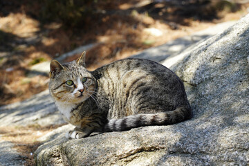 Mackerel Tabby Cat