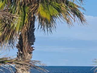 Naheaufnahme einer Palme mit Blick auf das klare, blaue Meer und einem wolkenlosen Horizont.
