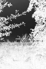 Trees growing along the shore in black and white film negative.