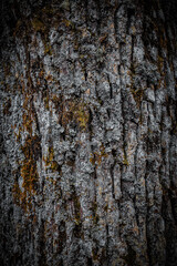 bark of a tree