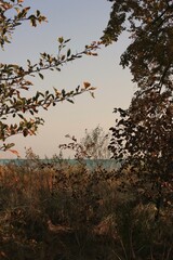 Autumn trees growing near the shore.