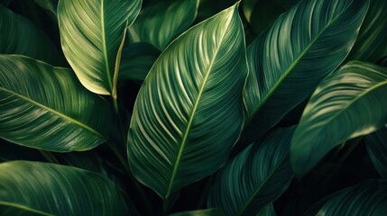 Abstract green texture featuring Spathiphyllum cannifolium leaves, adding a tropical and exotic touch to the background. Lush botanical imagery. Nature