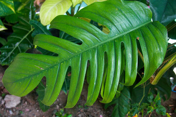 Monstera leaf ornamental plants that climb along fences and tree trunks