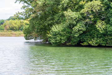 緑豊かな湖畔の風景