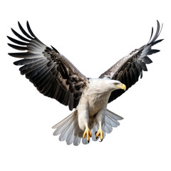 Obraz premium Big eagle looking isolated on white.