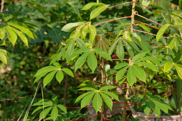 cassava tree with dense green leaves