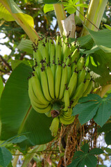 banana tree bunches of young fruit