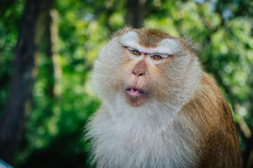 Obraz premium Wilde monkeys on the street of Khao rang hill on Phuket island in September 2024