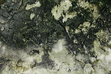 abstract ornamental pattern on tree bark