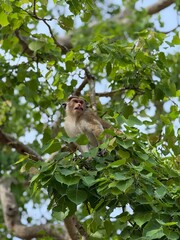 Monkey with facial injury perched on a tree