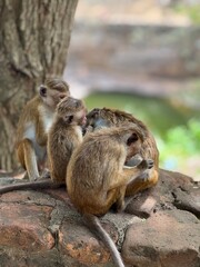 Family of monkeys in the wild