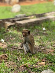 Surprised baby monkey in nature