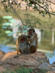 Two monkeys grooming each other