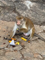 Monkey picking fruit from the ground