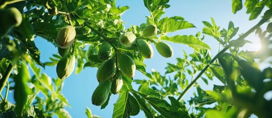 Vibrant Green Figs Under Summer Sun