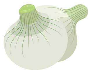 Peeled White Onion Bulb Vegetable Illustration Isolated on White Background