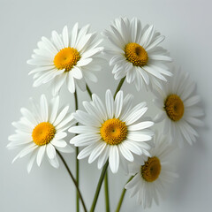 Fototapeta premium Floral Arrangement of White Daisies Nature Setting Macro Photography Bright Environment Close-up View Botanical Concept for Home Decor Inspiration