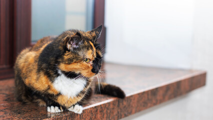 A beautifully colored calico cat is resting on a window sill