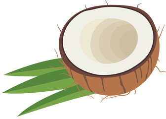 Half Ripe Coconut with Leaves Illustration Isolated on White Background