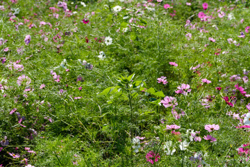 色とりどりのコスモスが咲く秋の野原