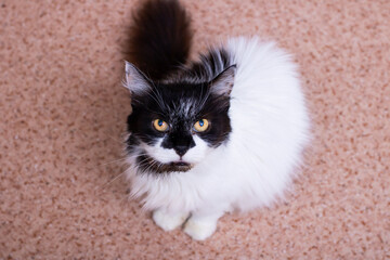 A black and white cat with striking yellow eyes gazes at the camera