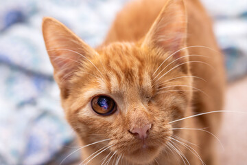 A detailed close up of an orange cat intently gazing at the camera
