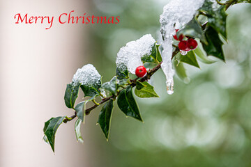 Merry Christmas card with snow and Holly with red berries