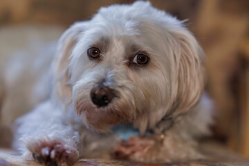 Close-up of a cute white dog with expressive eyes resting indoors on a blanket