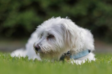 Cute white dog with a blue collar lying on green grass, captured in a serene outdoor setting.