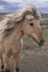 Icelandic horse with flowing mane stands against a cloudy sky in a rugged landscape.