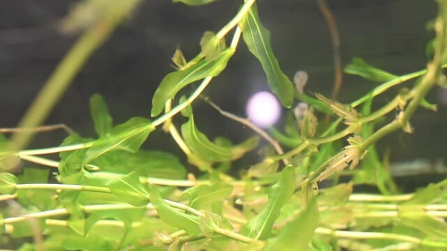 水槽の中で泳ぐメダカ