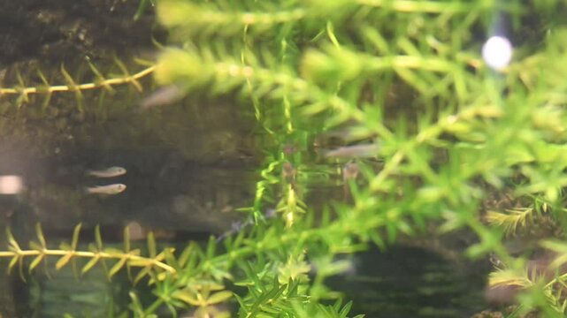 水槽の中で泳ぐメダカ