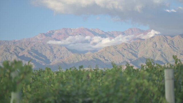 Vi&ntilde;edo verde con monta&ntilde;as nevadas de fondo