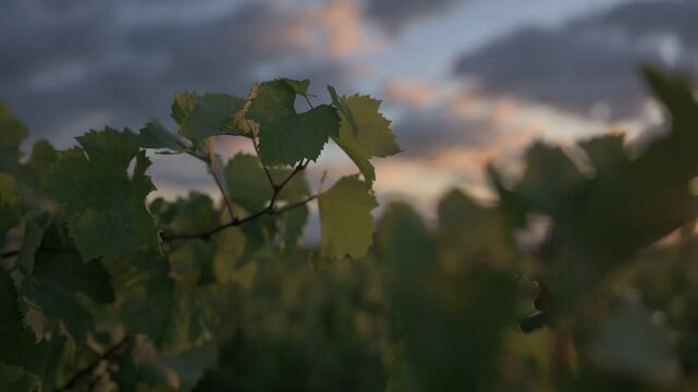 Hojas de vid con flare de sol entrando