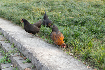 Free-range native chicken animals