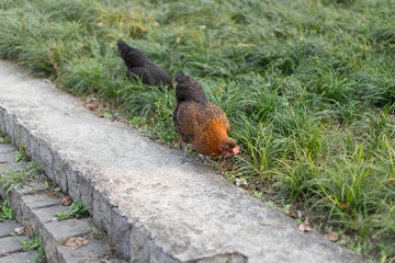 Free-range native chicken animals